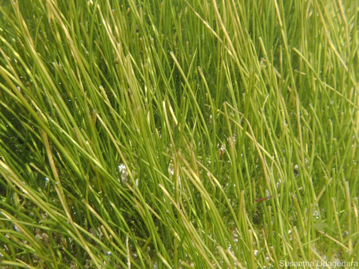 Syringodium isoetifolium (Asch.) Dandy
